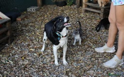 Mixed Breed dogs for adoption: 💙🐶 BOB 🐶💙 - Image 7