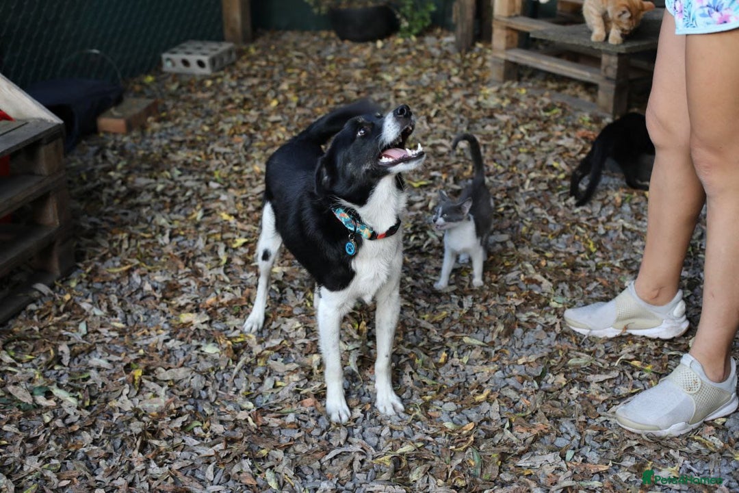 Mixed Breed dogs for adoption: 💙🐶 BOB 🐶💙 - Image 7