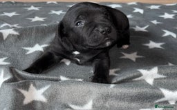 Staffordshire Bull Terrier dogs for sale: Staffy pups looking for their forever homes 🏡  - Image 10
