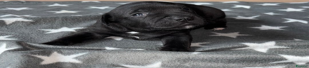 Staffordshire Bull Terrier Puppy 7