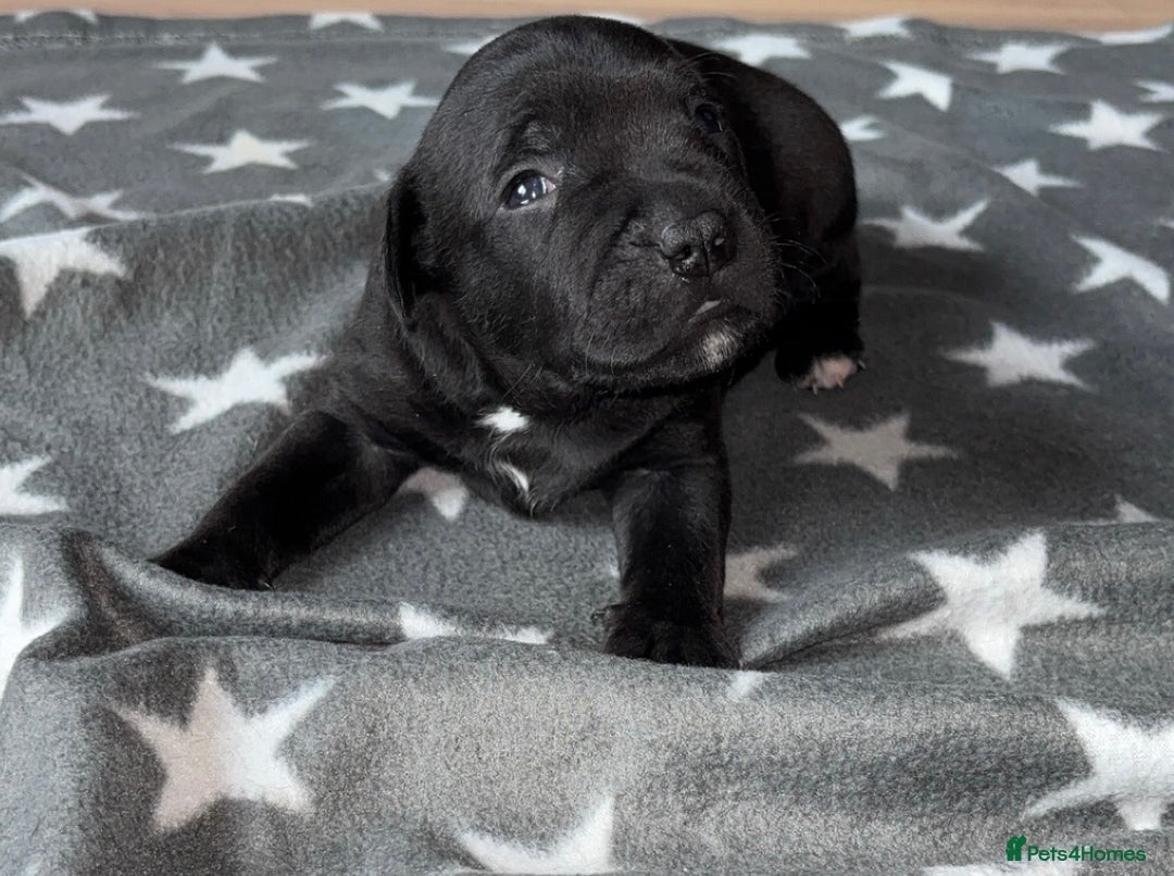 Staffordshire Bull Terrier dogs for sale: Staffy pups looking for their forever homes 🏡  - Image 10