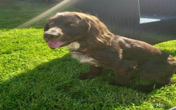 Cocker Spaniel dogs for sale: 3 stunning boys  - Image 6
