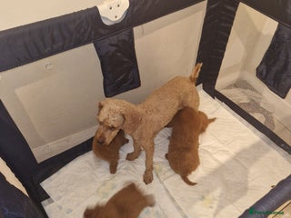 Miniature Poodle dogs - Advert 1