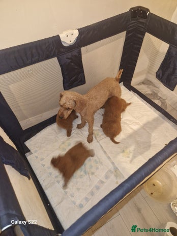 Miniature Poodle dogs - Advert 2