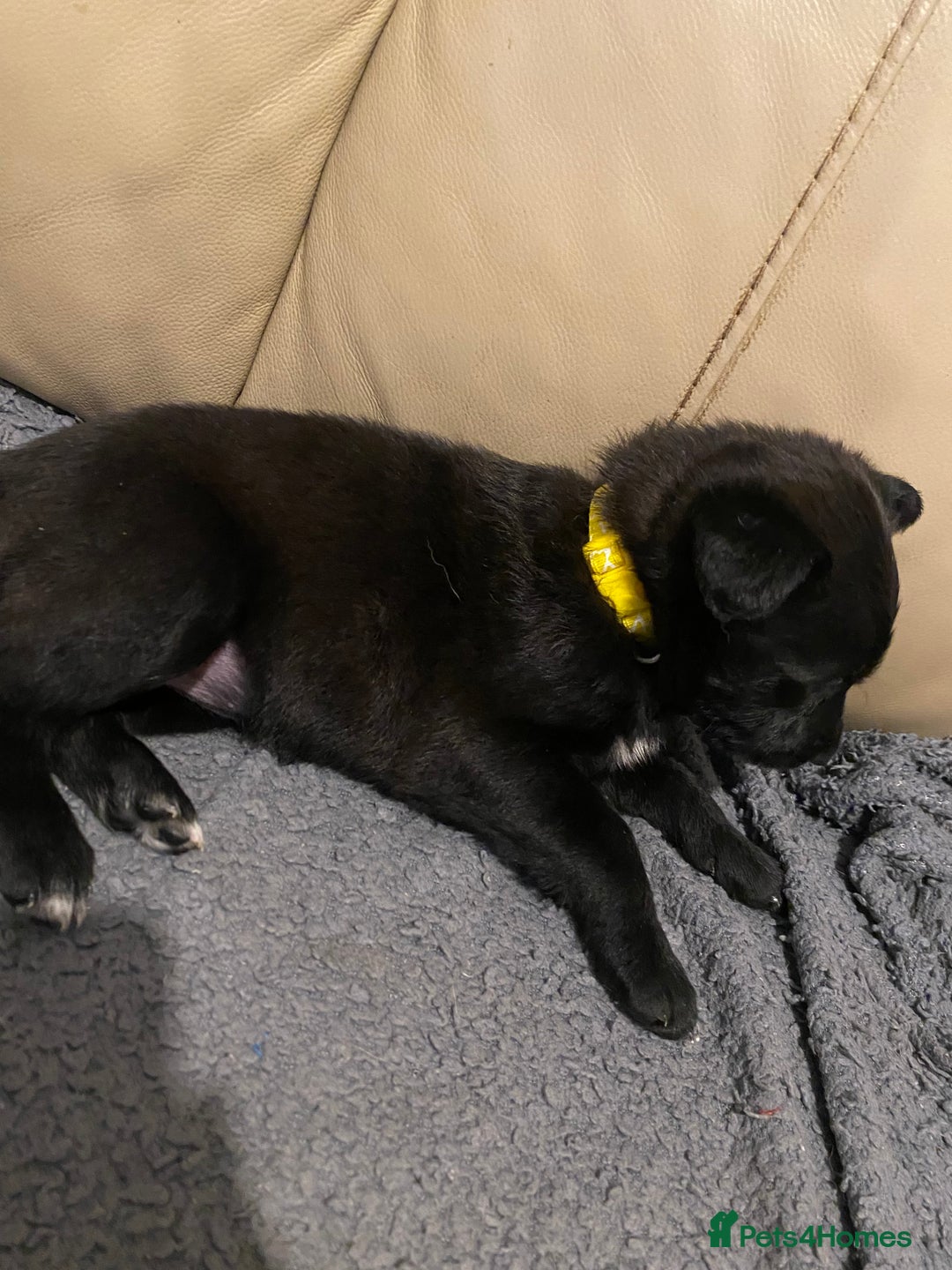 Belgian Shepherd Dog dogs for sale: Belgian Malinois puppies - Advert 14