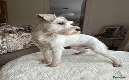 Miniature Schnauzer dogs for stud: *mini white kennel club schnauzer stud**HEALTH * in Upminster - Image 1