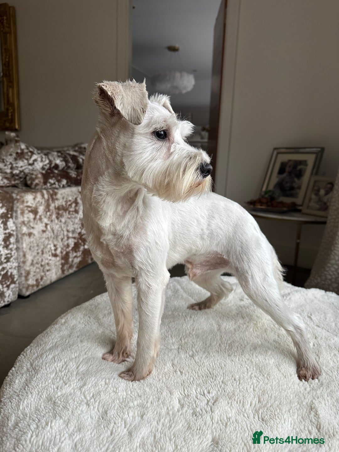 Miniature Schnauzer dogs for stud: *mini white kennel club schnauzer stud**HEALTH * in Upminster - Image 1