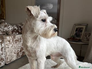 Miniature Schnauzer dogs *mini white kennel club schnauzer stud**HEALTH * in Upminster - Advert 5
