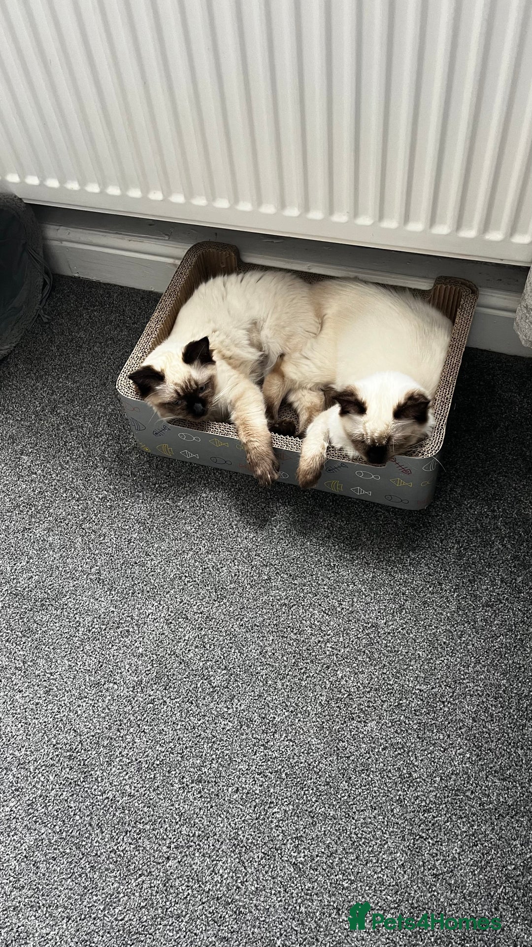Ragdoll cats for sale: Ragdoll male and female - Advert 1