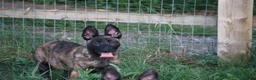 Belgian Shepherd Dog dogs for sale: Pups from world champion CHANCE - Advert 38