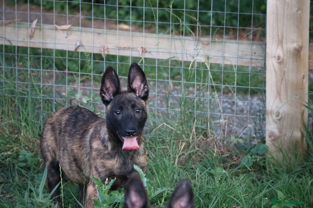 Belgian Shepherd Dog dogs for sale: Pups from world champion CHANCE - Advert 38