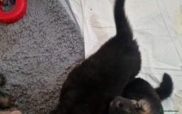 German Shepherd dogs for sale: KC REG GSD PUPPIES FULLY SCORED AND TESTED PARENTS - Image 30