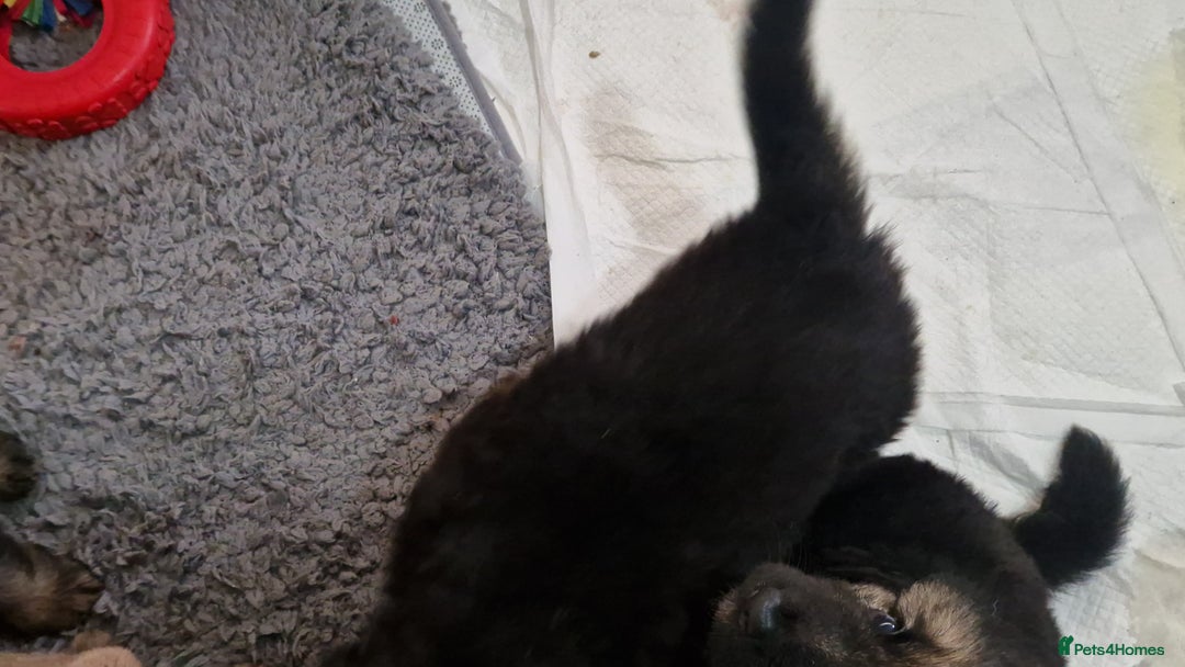 German Shepherd dogs for sale: KC REG GSD PUPPIES FULLY SCORED AND TESTED PARENTS - Image 30