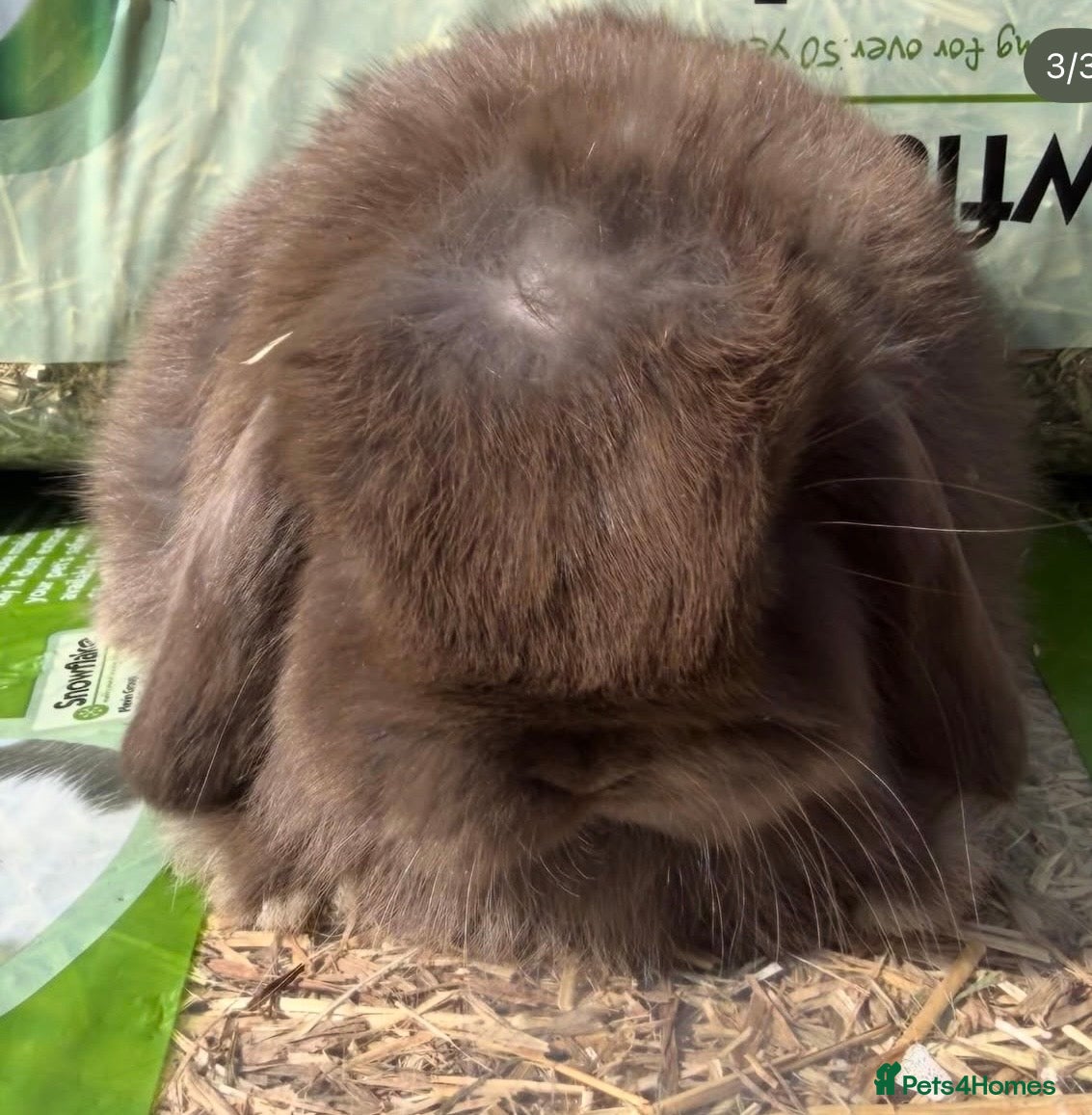 Mini Lop rabbits 2 female baby mini lops ready now - Advert 1