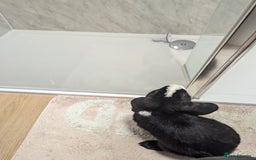 Mini Lop rabbits for sale: Mini Lop for a good home 🥰 - Image 12