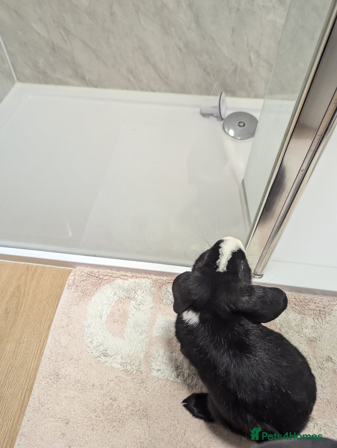 Mini Lop rabbits for sale: Mini Lop for a good home 🥰 - Image 12