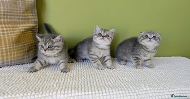 Scottish Fold cats - Advert 9