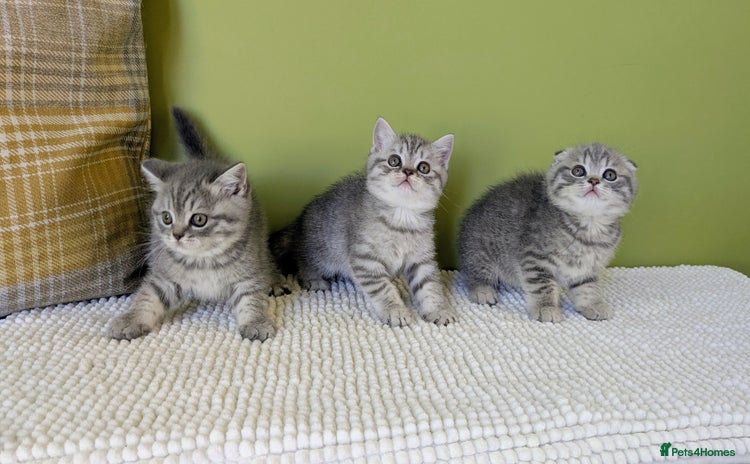 Scottish Fold cats - Advert 8