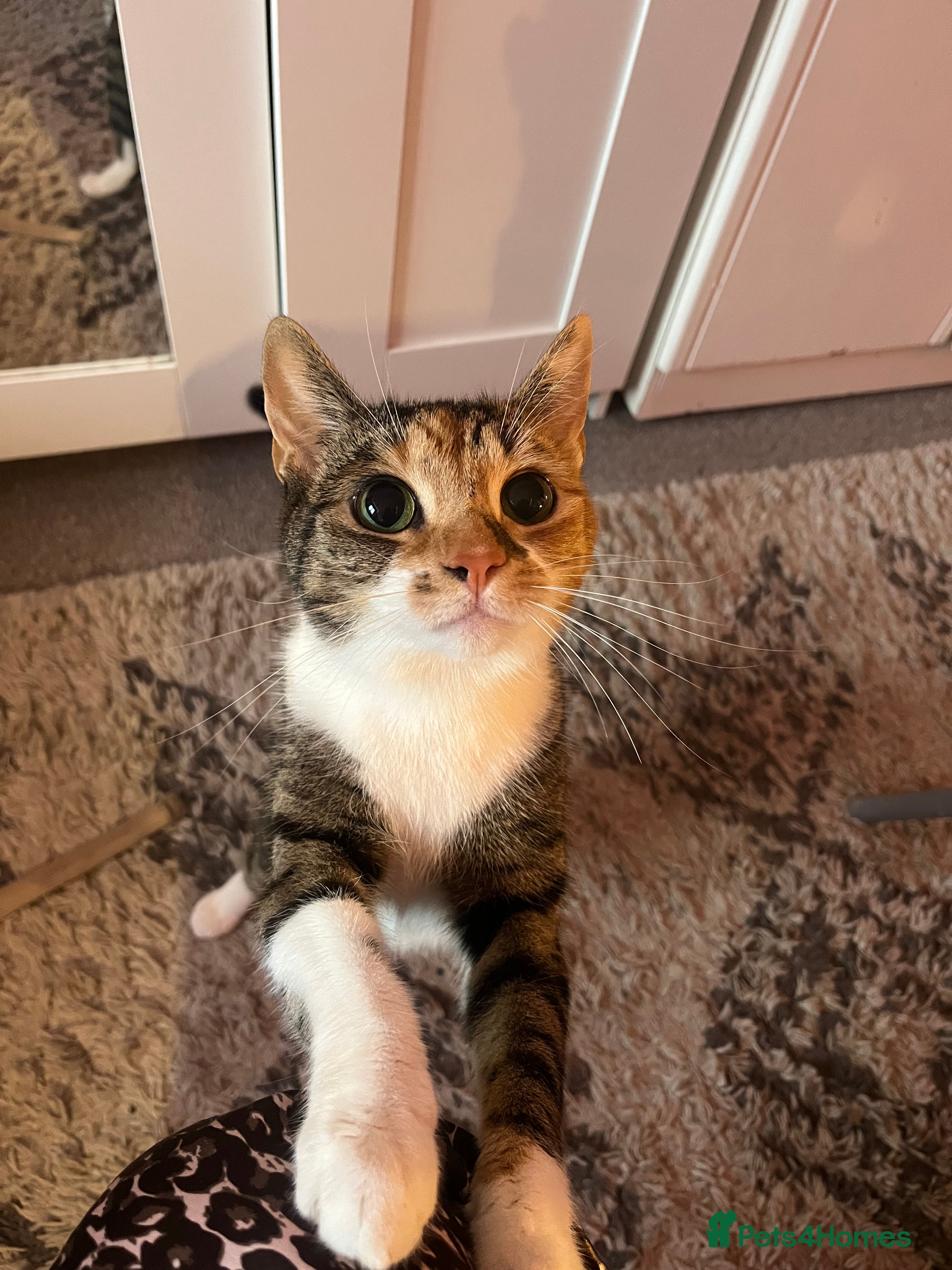 Mixed Breed cats for sale: Inside Female tabby calico cat about 2 and a half. - Advert 7
