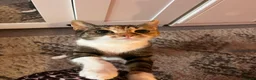 Mixed Breed cats for sale: Inside Female tabby calico cat about 2 and a half. - Advert 1