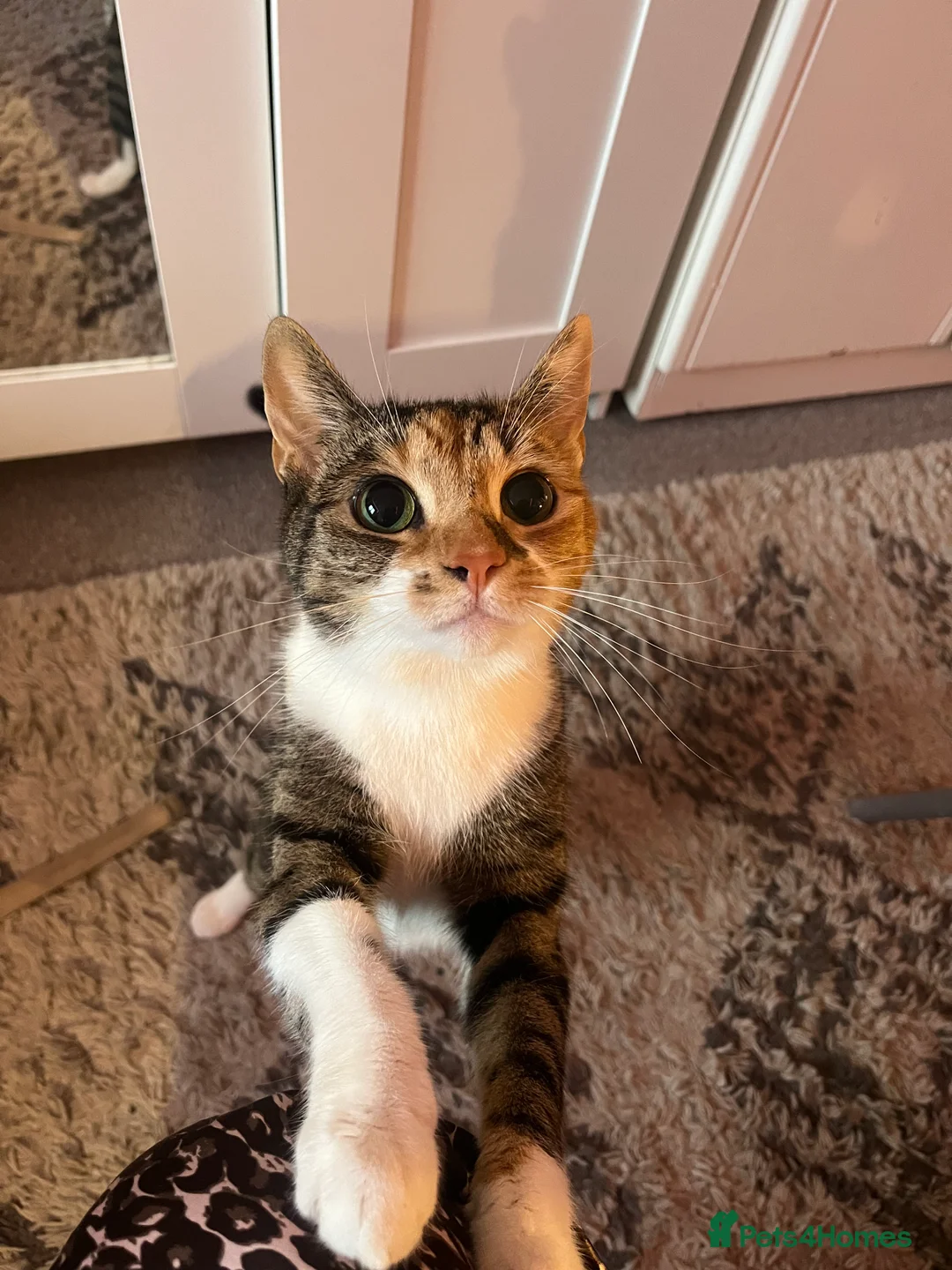 Mixed Breed cats for sale: Inside Female tabby calico cat about 2 and a half. - Advert 1