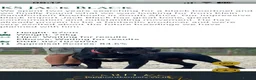 Boerboel dogs for sale: Aggie very very sad sale  in Wingate - Advert 3