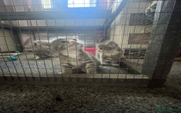 Mixed Breed cats for sale: Beautiful grey kittens - Image 10