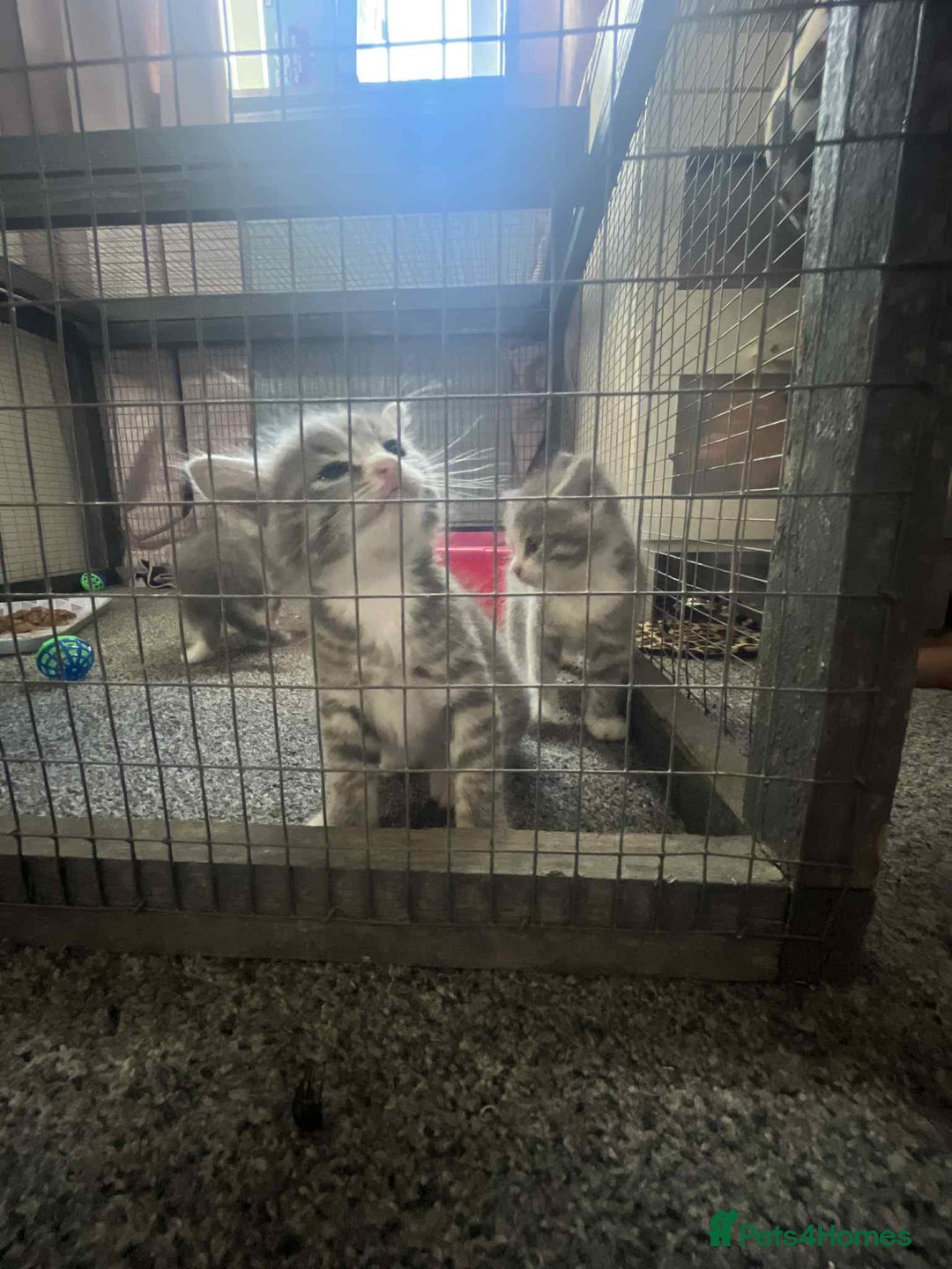 Mixed Breed cats for sale: Beautiful grey kittens - Image 10