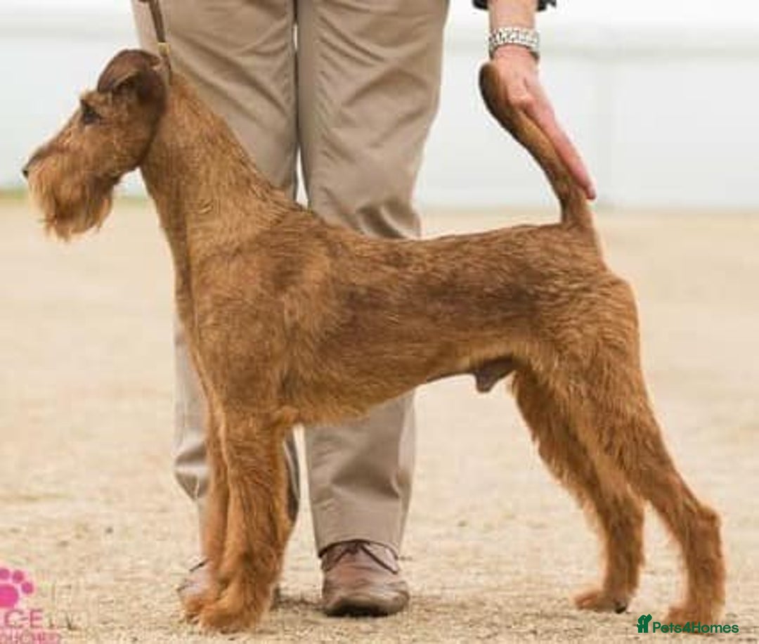 Irish Terrier dogs for sale: Beautiful Champion Lines KC Irish Terrier Puppies - Image 9