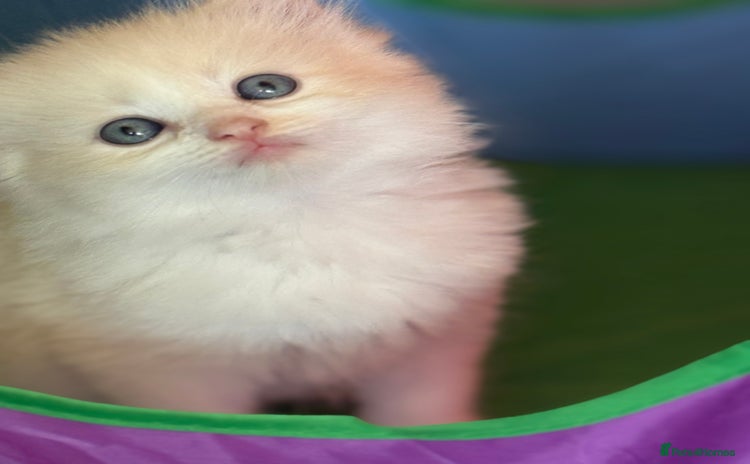 Ragdoll cats - Advert 4