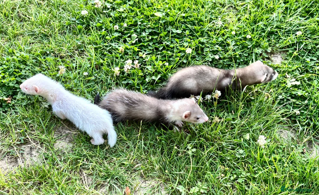 Ferret rodents for sale: 2 Hobs 1 Gill  - Advert 6