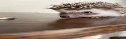 Pygmy Hedgehog rodents for sale: Ready now - Female Pygmy Hedgehog - Advert 12
