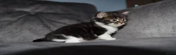 Maine Coon cats for sale: Gorgeous maine coon cross kittens - Advert 35
