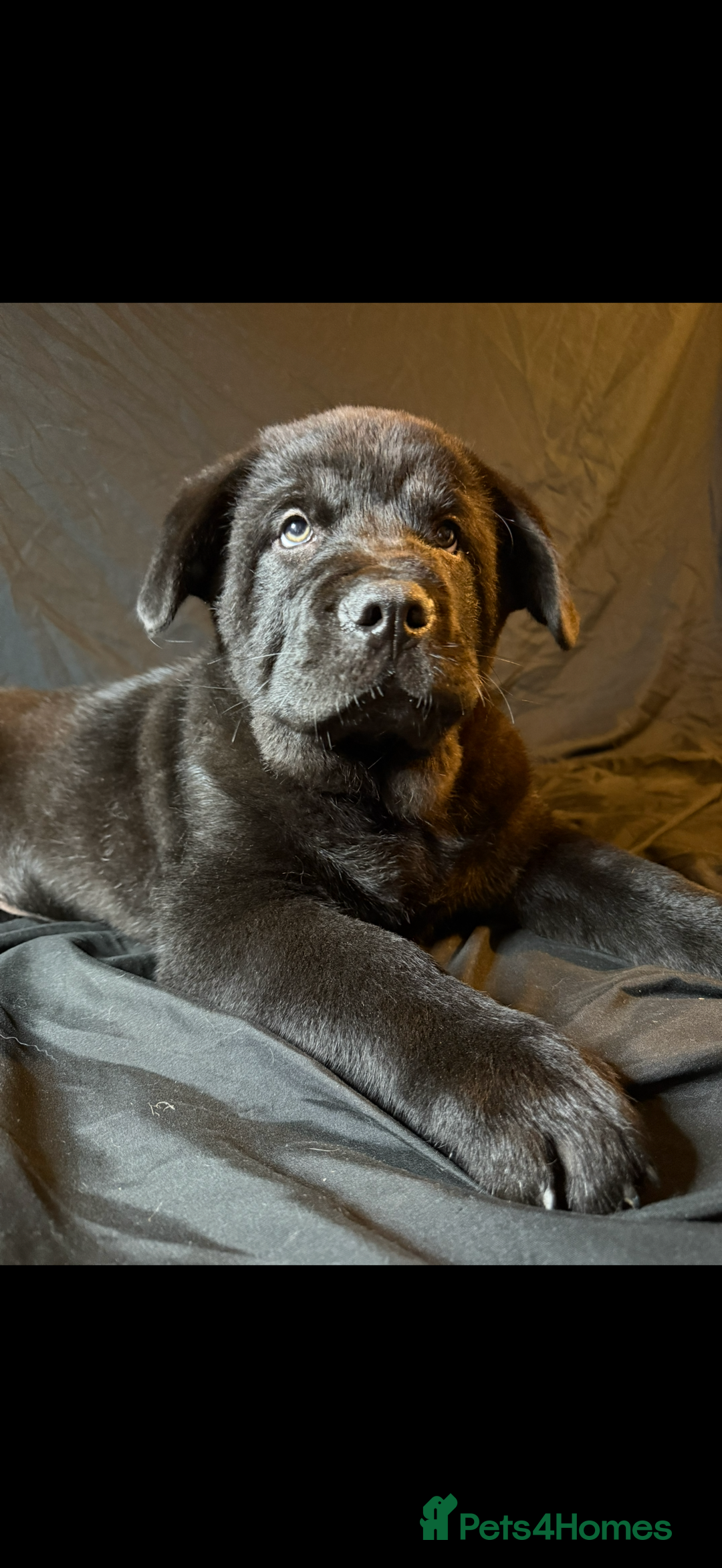 Mixed Breed dogs for sale: Beautiful chow x Newfoundland puppies - Image 4