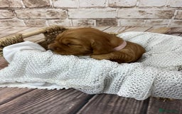 Cocker Spaniel dogs for sale: Cocker Spaniel puppies - Image 10