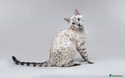 Bengal cats for sale: Exceptional show quality Brown TICA registered 🥰 - Image 34
