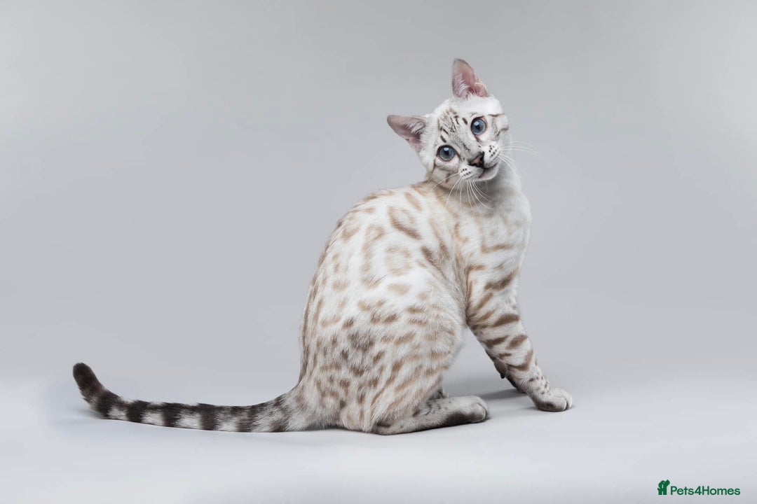Bengal cats for sale: Exceptional show quality Brown TICA registered 🥰 - Image 34