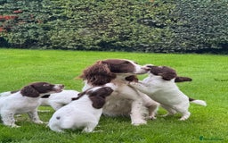 English Springer Spaniel dogs for sale: READY TO GO KC REG ESS PUPPIES - Image 22