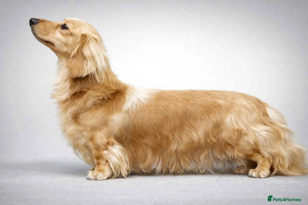 Miniature Dachshund dogs for sale: Outstanding mini cream longhaired dachshund pup  - Advert 7