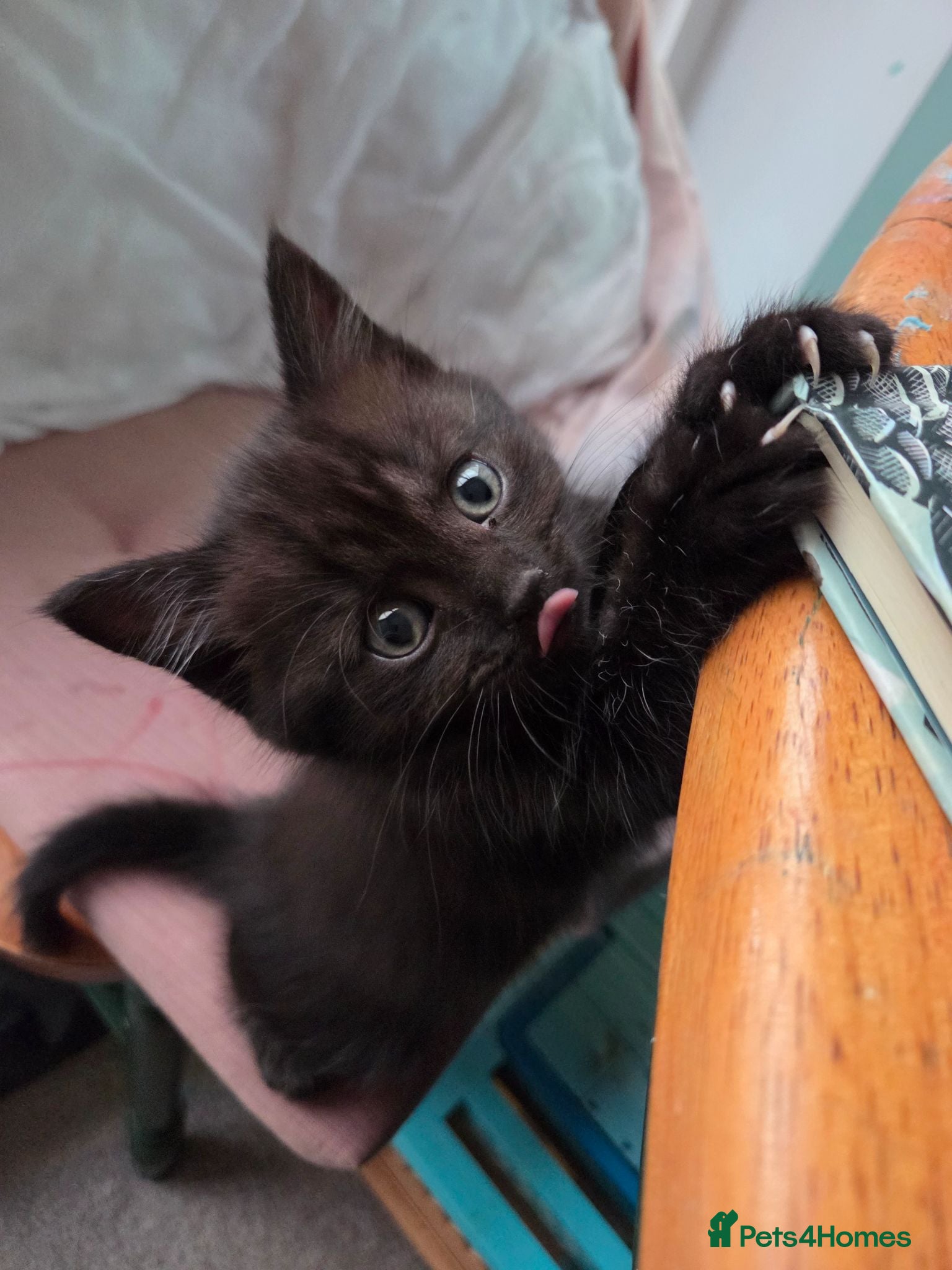 Mixed Breed cats Stunning kittens British shorthair  x maine coon - Advert 1