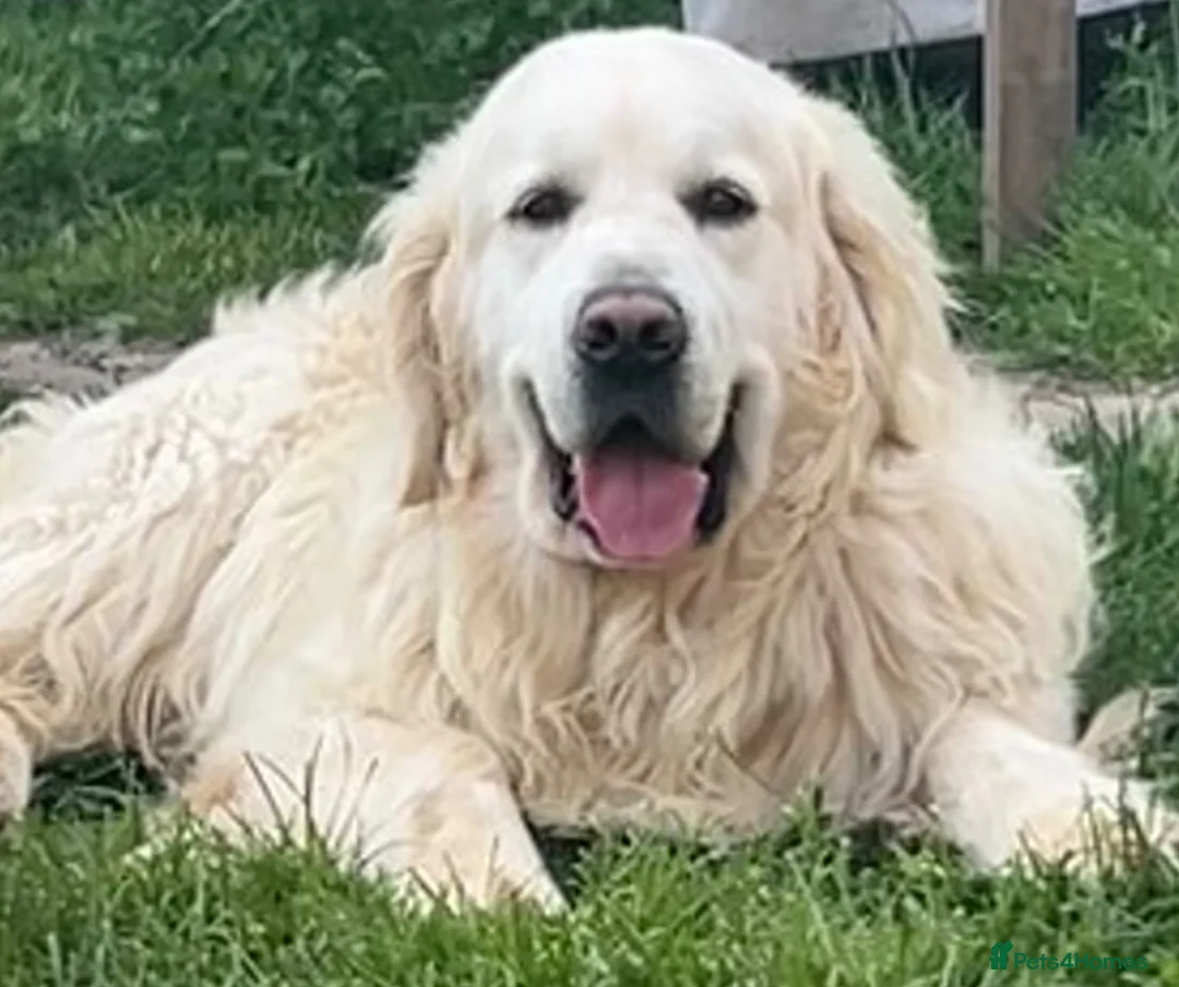 Golden Retriever dogs for sale: KC reg cream golden retriever pups - Advert 8