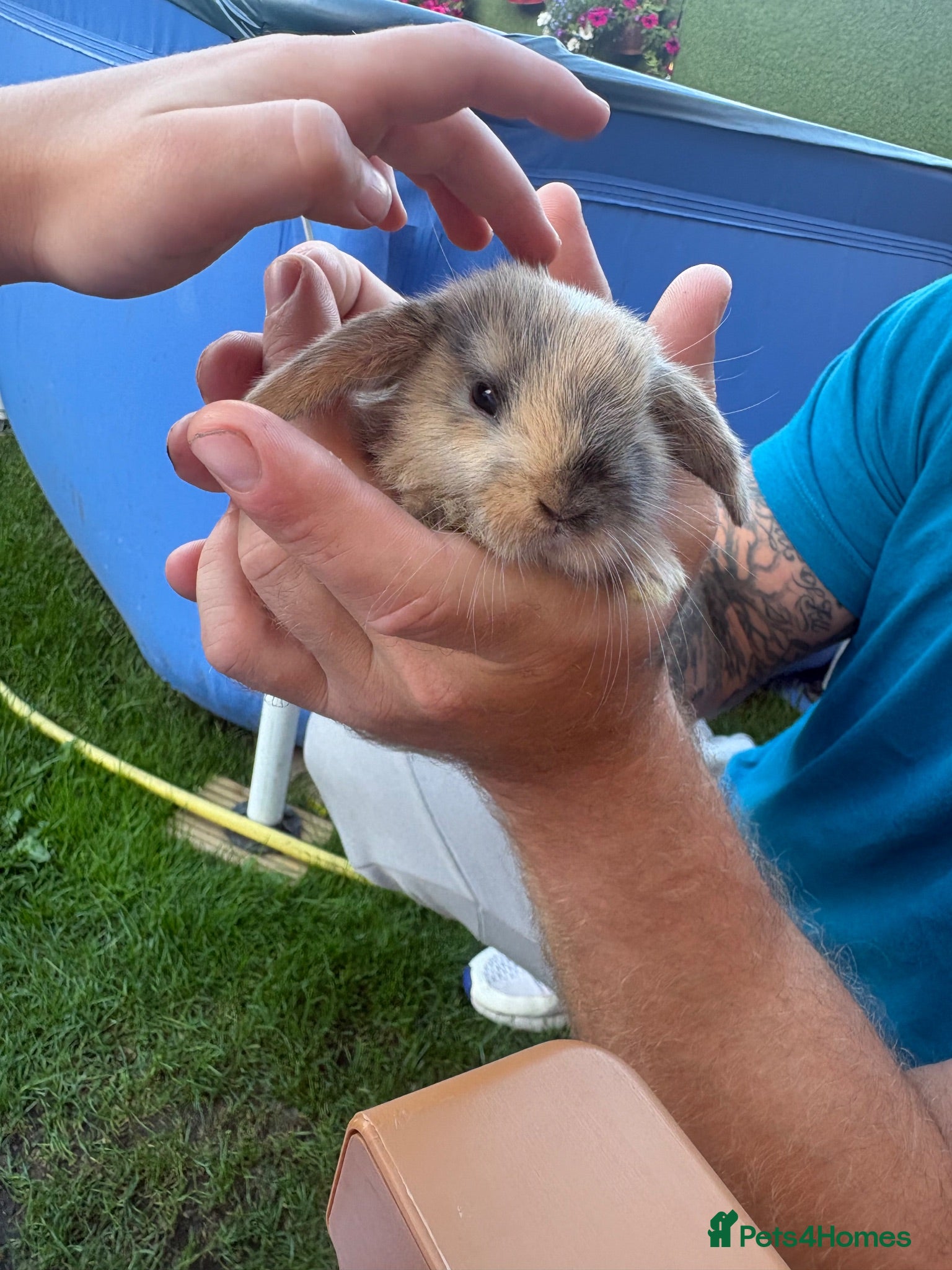 Mini Lop rabbits Mini lop babies - Advert 23