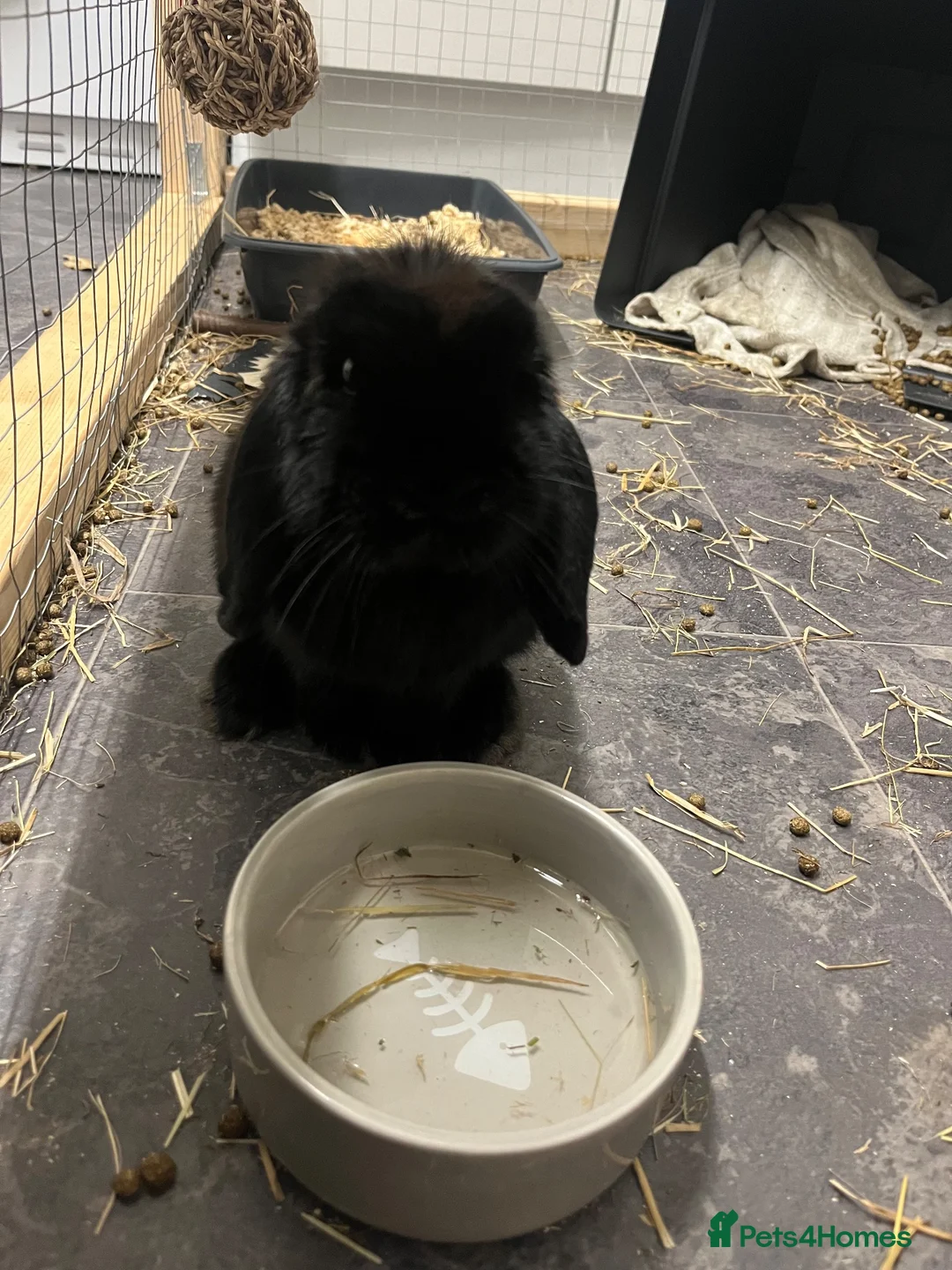 Mini Lop rabbits for sale: Mini lop rabbit - Coconut in Barry - Advert 2