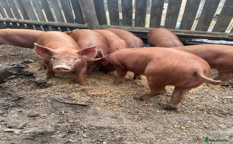 Pig livestock - Advert 1