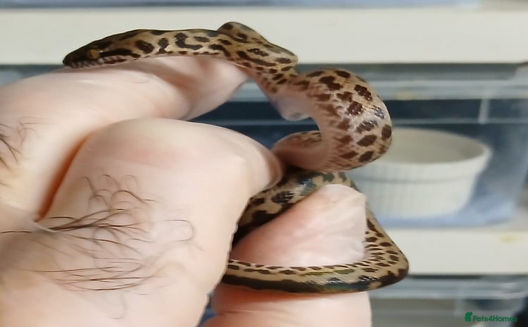 Python Snake reptiles - Advert 18