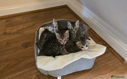 Mixed Breed cats for sale: 5 beautiful and energetic kittens!!! - Advert 1