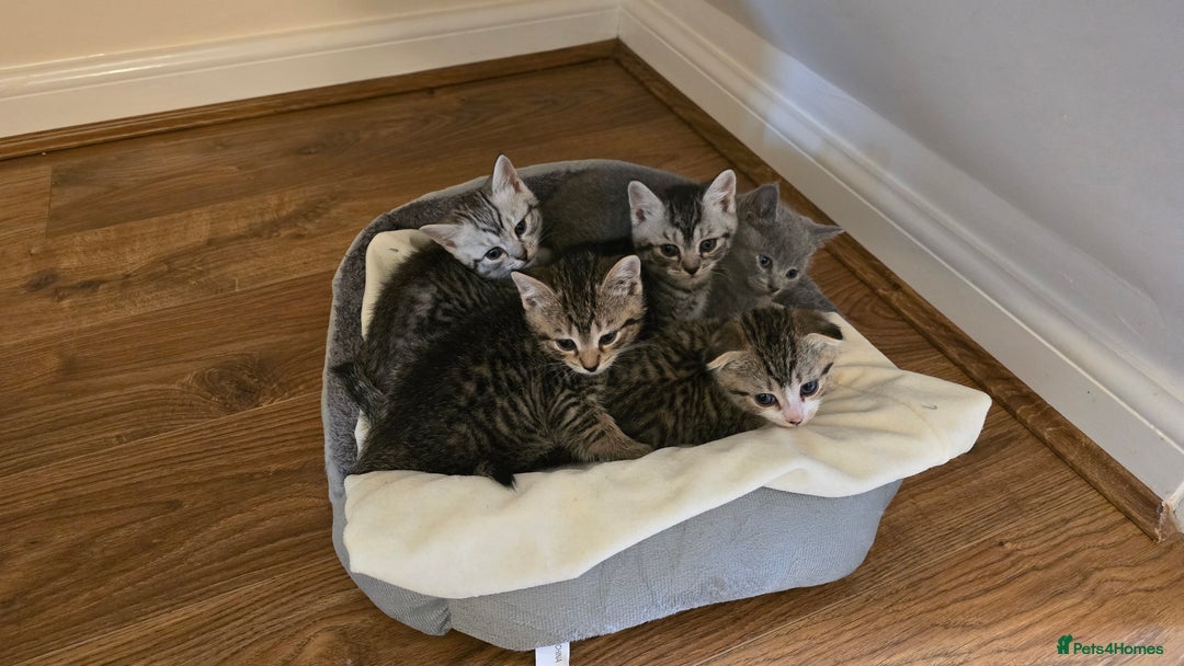 Mixed Breed cats for sale: 5 beautiful and energetic kittens!!! - Advert 1