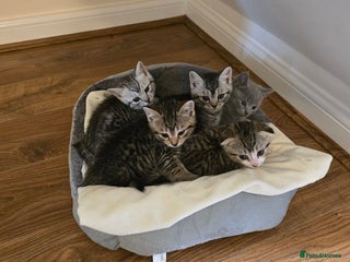 Mixed Breed cats 5 beautiful and energetic kittens!!! - Advert 1