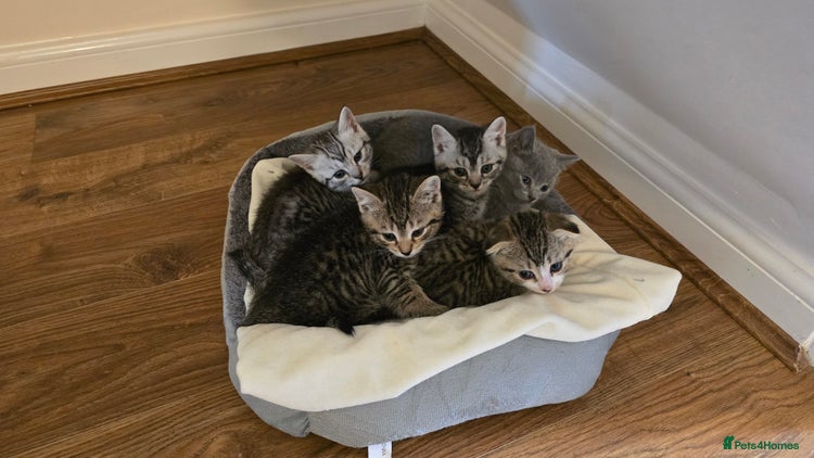 Mixed Breed cats 5 beautiful and energetic kittens!!! - Advert 4