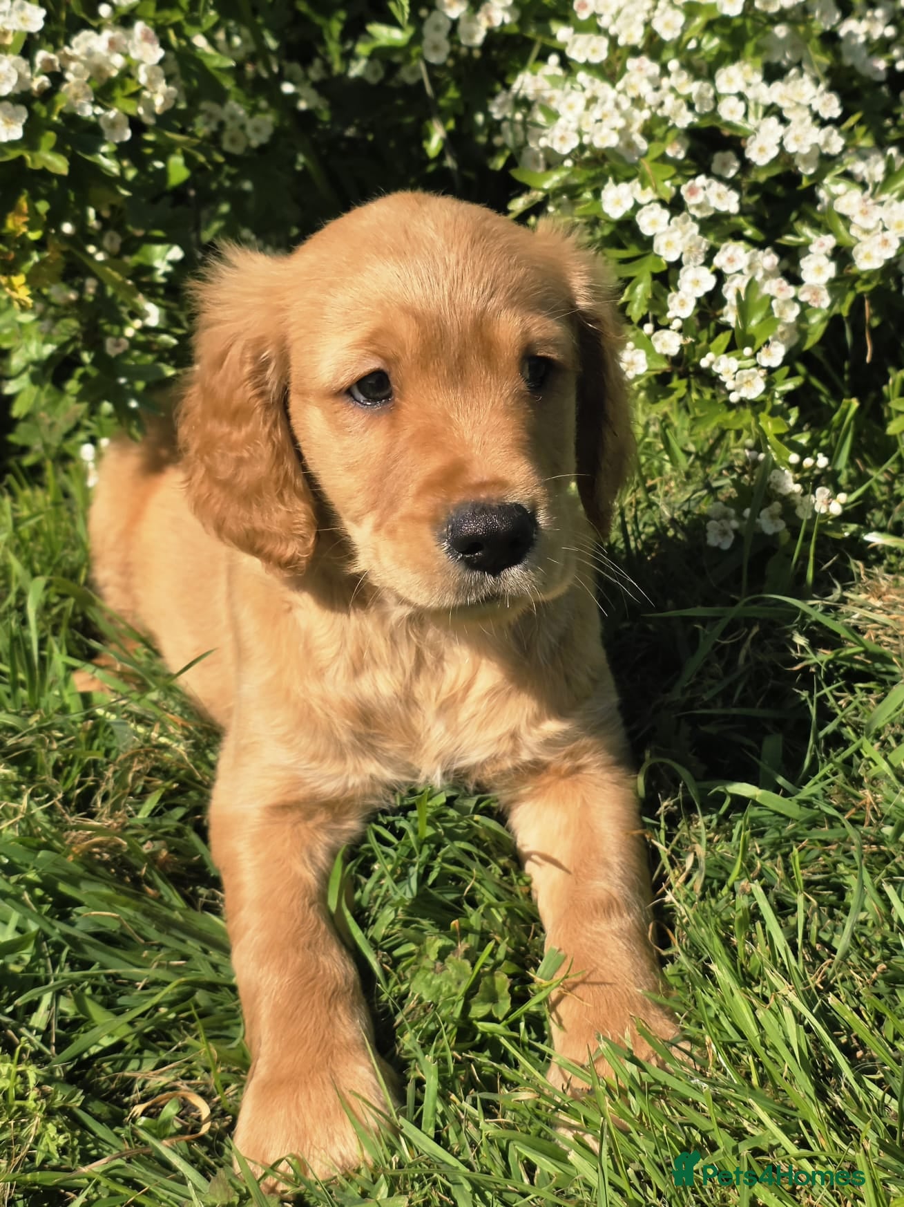Golden Retriever dogs for sale: *Beautiful KC, DNA clear Golden retriever pups* - Advert 1